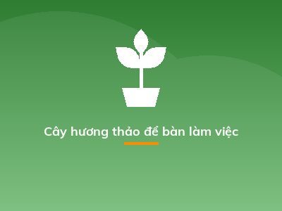 Cây hương thảo để bàn làm việc