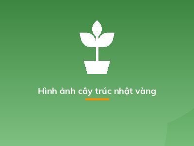 Hình ảnh cây trúc nhật vàng