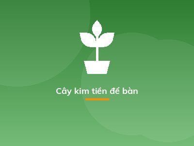 Cây kim tiền để bàn