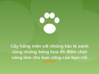 Cây hồng môn với những tán lá xanh cùng những bông hoa đỏ điểm chút vàng làm cho ban công của bạn nổi bật hơn rất nhiều