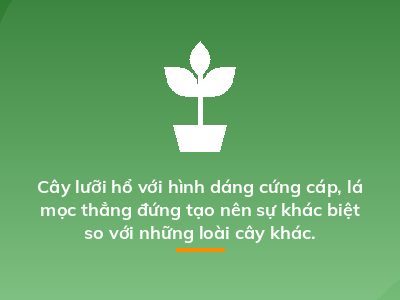 Cây lưỡi hổ với hình dáng cứng cáp, lá mọc thẳng đứng tạo nên sự khác biệt so với những loài cây khác.