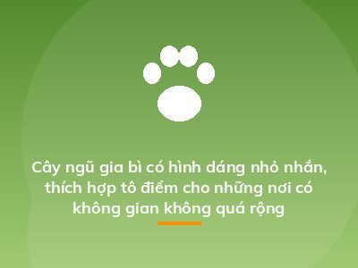 Cây ngũ gia bì có hình dáng nhỏ nhắn, thích hợp tô điểm cho những nơi có không gian không quá rộng