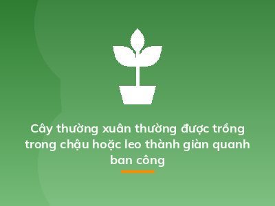 Cây thường xuân thường được trồng trong chậu hoặc leo thành giàn quanh ban công