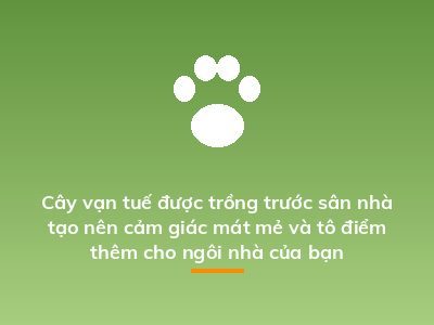Cây vạn tuế được trồng trước sân nhà tạo nên cảm giác mát mẻ và tô điểm thêm cho ngôi nhà của bạn