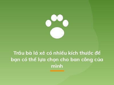 Trầu bà lá xẻ có nhiều kích thước để bạn có thể lựa chọn cho ban công của mình