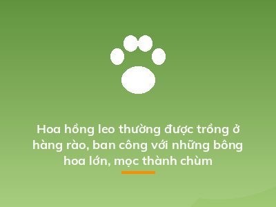 Hoa hồng leo thường được trồng ở hàng rào, ban công với những bông hoa lớn, mọc thành chùm
