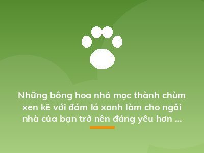 Những bông hoa nhỏ mọc thành chùm xen kẽ với đám lá xanh làm cho ngôi nhà của bạn trở nên đáng yêu hơn rất nhiều