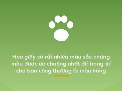 Hoa giấy có rất nhiều màu sắc nhưng màu được ưa chuộng nhất để trang trí cho ban công thường là màu hồng đậm