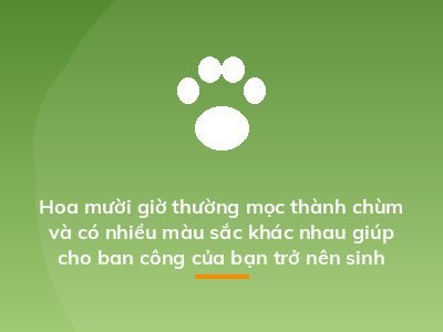 Hoa mười giờ thường mọc thành chùm và có nhiều màu sắc khác nhau giúp cho ban công của bạn trở nên sinh động hơn