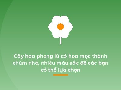 Cây hoa phong lữ có hoa mọc thành chùm nhỏ, nhiều màu sắc để các bạn có thể lựa chọn