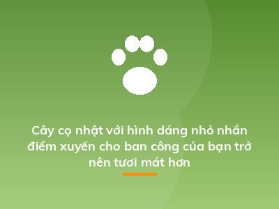 Cây cọ nhật với hình dáng nhỏ nhắn điểm xuyến cho ban công của bạn trở nên tươi mát hơn