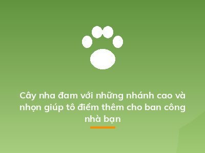 Cây nha đam với những nhánh cao và nhọn giúp tô điểm thêm cho ban công nhà bạn