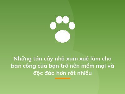 Những tán cây nhỏ xum xuê làm cho ban công của bạn trở nên mềm mại và độc đáo hơn rất nhiều