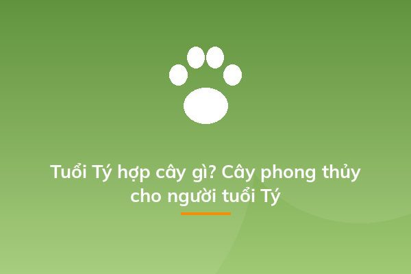 Tuổi Tý hợp cây gì? Cây phong thủy cho người tuổi Tý