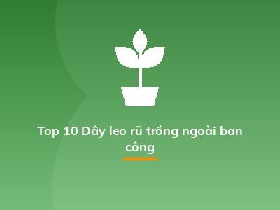Top 10 Dây leo rũ trồng ngoài ban công