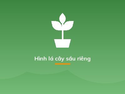 Hình lá cây sầu riêng