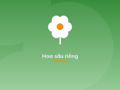 Hoa sầu riêng