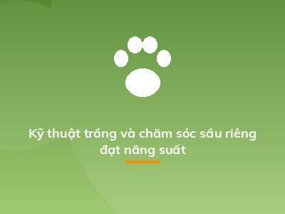 Kỹ thuật trồng và chăm sóc sầu riêng đạt năng suất