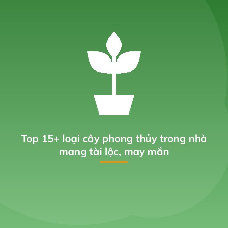 Top 15+ loại cây phong thủy trong nhà mang tài lộc, may mắn