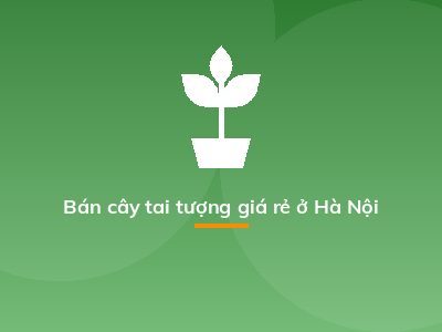 Bán cây tai tượng giá rẻ ở Hà Nội