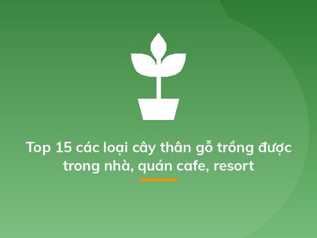 Top 15 các loại cây thân gỗ trồng được trong nhà, quán cafe, resort