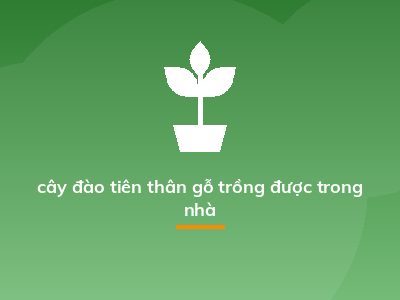 cây đào tiên thân gỗ trồng được trong nhà