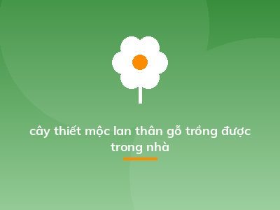 cây thiết mộc lan thân gỗ trồng được trong nhà