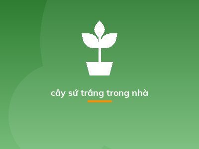 cây sứ trắng trong nhà