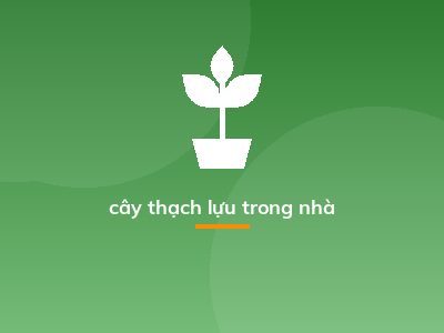 cây thạch lựu trong nhà