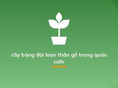 cây bàng đài loan thân gỗ trong quán cafe