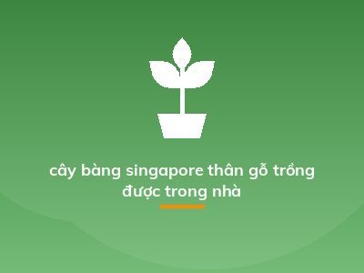 cây bàng singapore thân gỗ trồng được trong nhà