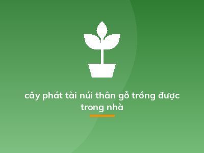 cây phát tài núi thân gỗ trồng được trong nhà