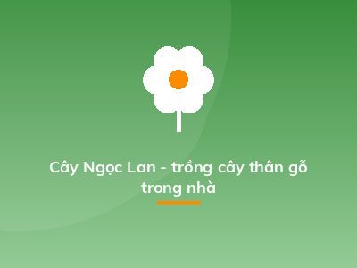 Cây Ngọc Lan - trồng cây thân gỗ trong nhà