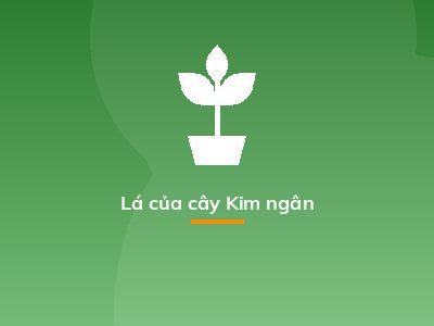 Lá của cây Kim ngân