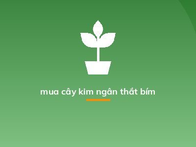 mua cây kim ngân thắt bím