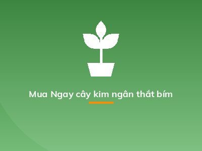 Mua Ngay cây kim ngân thắt bím