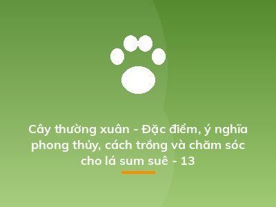 Cây thường xuân - Đặc điểm, ý nghĩa phong thủy, cách trồng và chăm sóc cho lá sum suê - 13