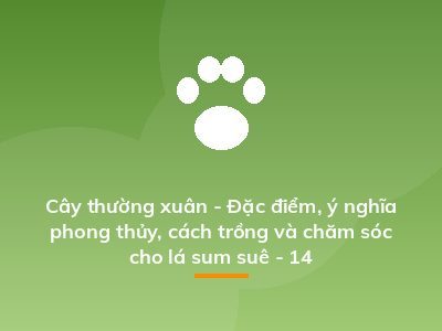 Cây thường xuân - Đặc điểm, ý nghĩa phong thủy, cách trồng và chăm sóc cho lá sum suê - 14