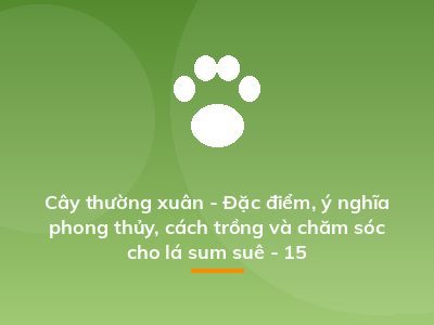 Cây thường xuân - Đặc điểm, ý nghĩa phong thủy, cách trồng và chăm sóc cho lá sum suê - 15