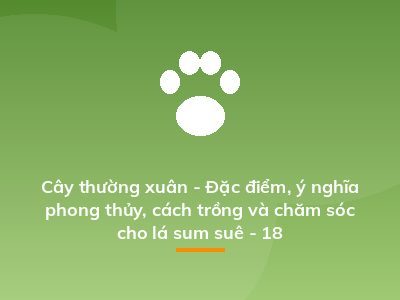 Cây thường xuân - Đặc điểm, ý nghĩa phong thủy, cách trồng và chăm sóc cho lá sum suê - 18
