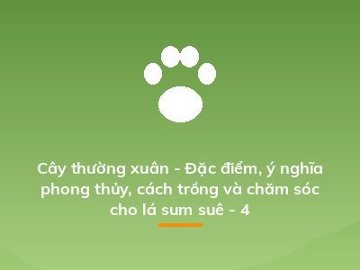 Cây thường xuân - Đặc điểm, ý nghĩa phong thủy, cách trồng và chăm sóc cho lá sum suê - 4