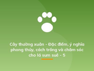 Cây thường xuân - Đặc điểm, ý nghĩa phong thủy, cách trồng và chăm sóc cho lá sum suê - 5