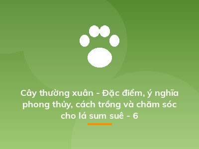Cây thường xuân - Đặc điểm, ý nghĩa phong thủy, cách trồng và chăm sóc cho lá sum suê - 6