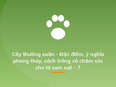 Cây thường xuân - Đặc điểm, ý nghĩa phong thủy, cách trồng và chăm sóc cho lá sum suê - 7