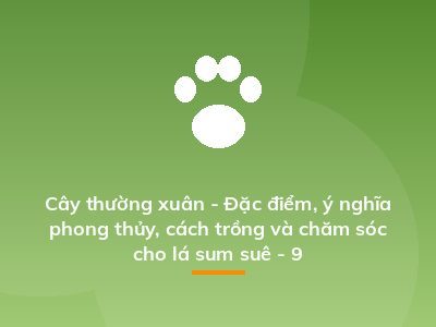 Cây thường xuân - Đặc điểm, ý nghĩa phong thủy, cách trồng và chăm sóc cho lá sum suê - 9