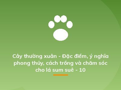 Cây thường xuân - Đặc điểm, ý nghĩa phong thủy, cách trồng và chăm sóc cho lá sum suê - 10