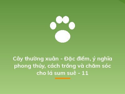 Cây thường xuân - Đặc điểm, ý nghĩa phong thủy, cách trồng và chăm sóc cho lá sum suê - 11