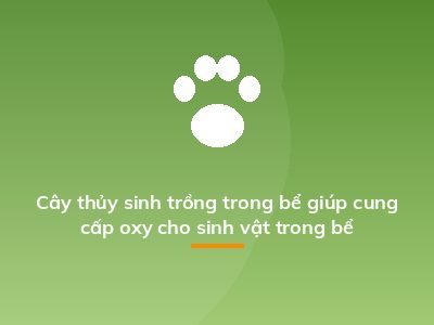 Cây thủy sinh trồng trong bể giúp cung cấp oxy cho sinh vật trong bể