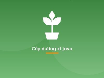 Cây dương xỉ Java