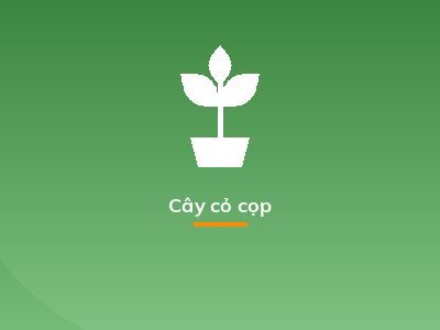 Cây cỏ cọp